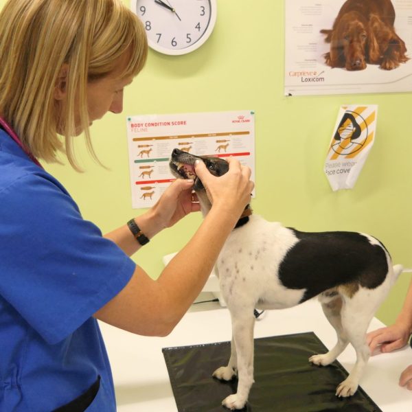 Dog consult