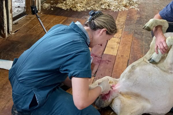 Vet checking a sheep