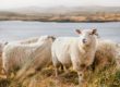 white sheep on brown grass field near body of water during daytime