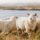 white sheep on brown grass field near body of water during daytime