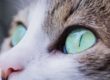 close up photo of cat