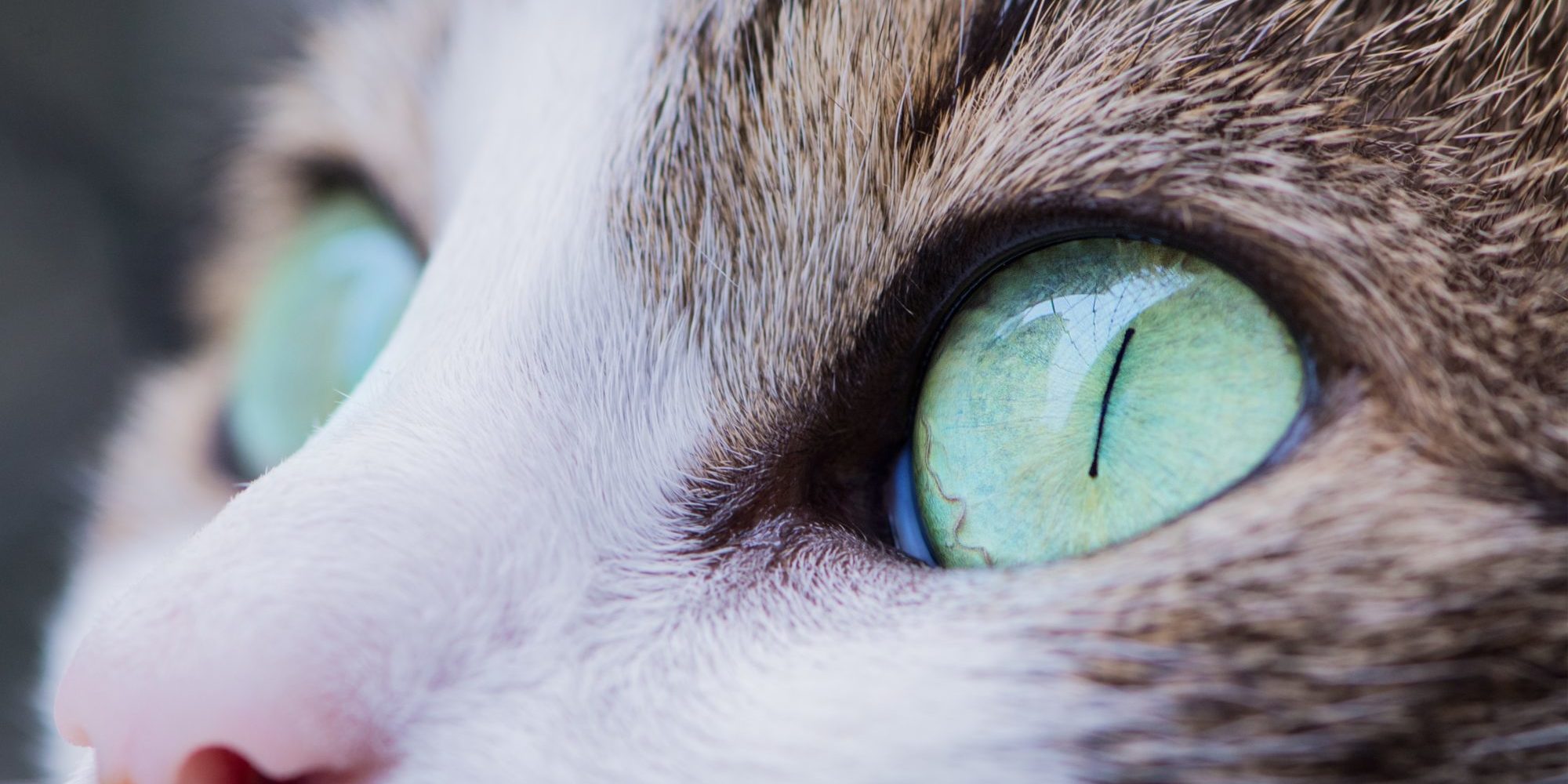 close up photo of cat