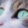 close up photo of cat