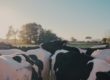 black and white cow on green grass field during daytime