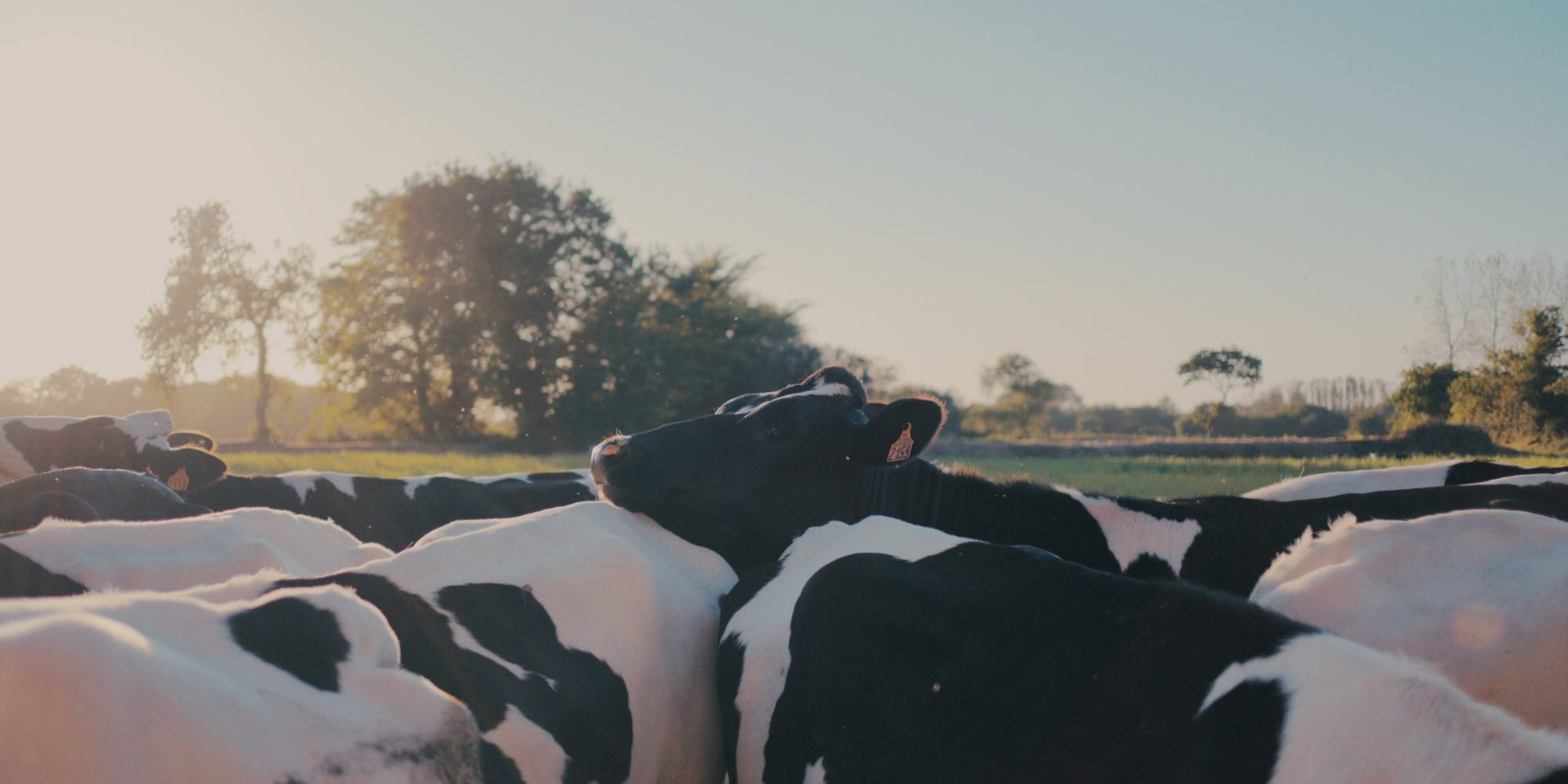 black and white cow on green grass field during daytime