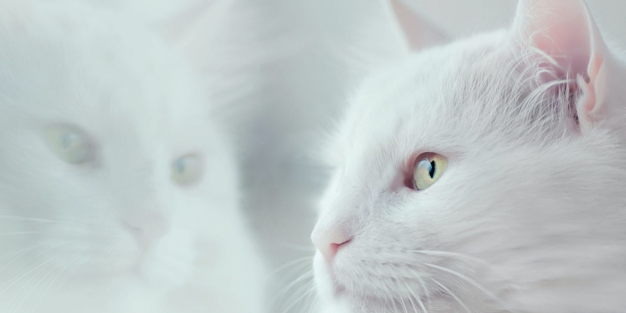white cat