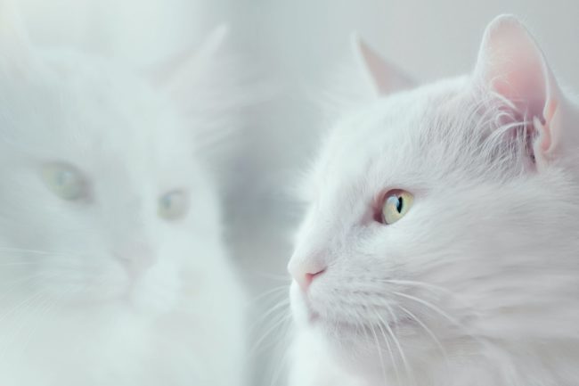 white cat