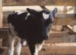 black and white cow calf