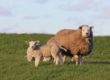 three brown sheep on grass land
