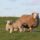 three brown sheep on grass land