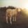 brown lamb standing on grass