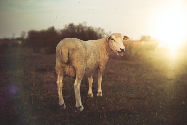 brown lamb standing on grass